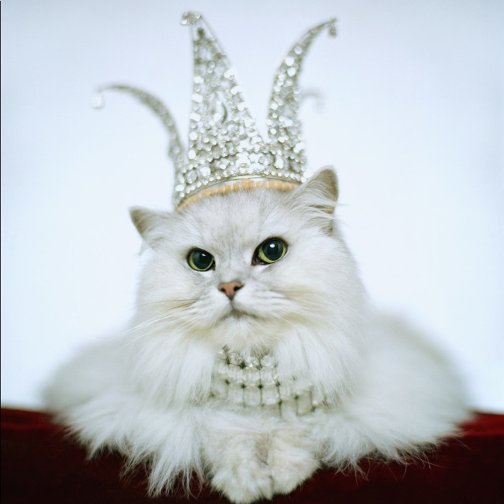 Meet your Posher, Elizabeth